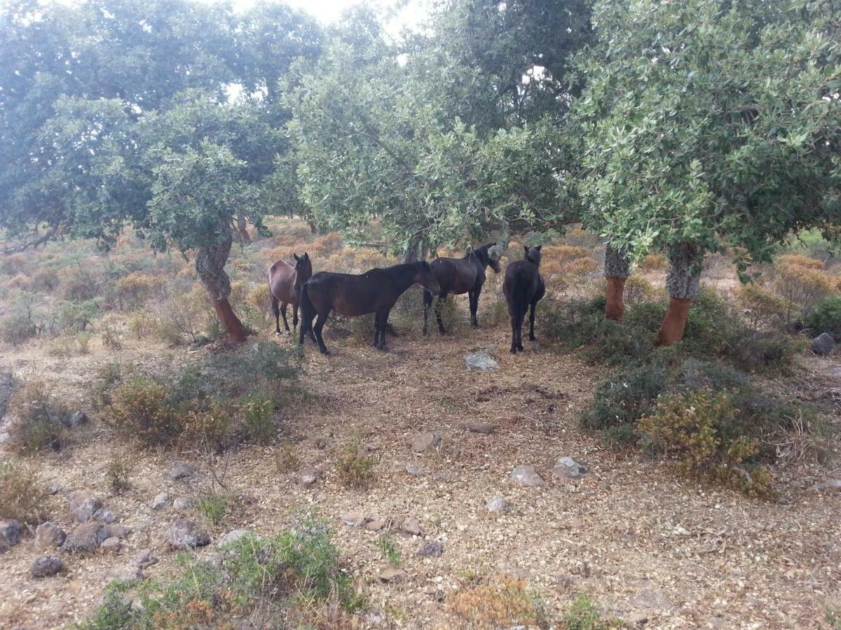 Ales B&B Daddanca מראה חיצוני תמונה